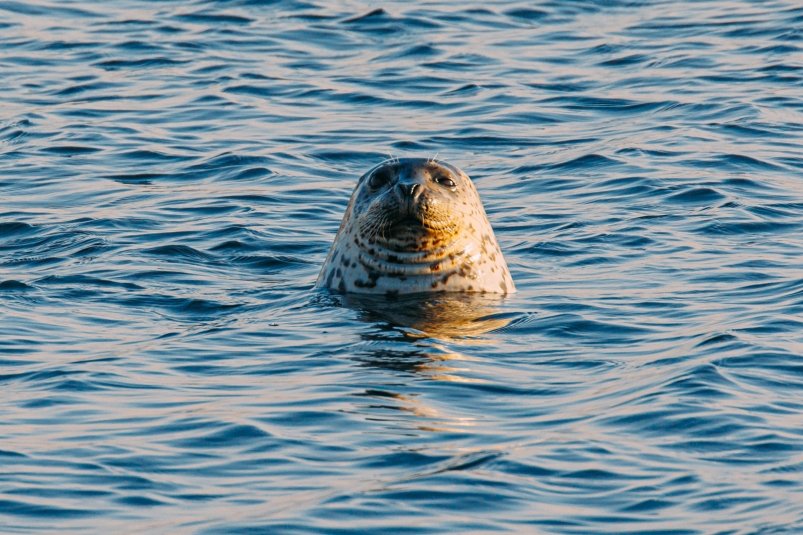 –Δ–Β–Φ–Α―²–Η―΅–Β―¹–Κ–Ψ–Β ―³–Ψ―²–Ψ –€–Α―Ä–Η―è –Γ–Φ–Η―²―é–Κ, –‰–ê PrimaMedia.ru