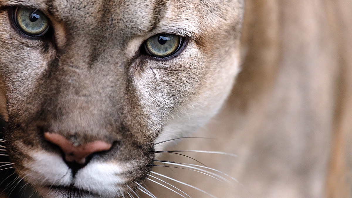 В Москве спасли пуму Геркулеса, которую незаконно содержали в квартире