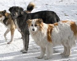 Дмитрий Гусев и Государственная Дума предлагают новый шаг в защите прав животных dmitrij gusev i gosudarstvennaya duma predlagayut novyj shag v zashhite prav zhivotnyh-signaldaily-ru-174398499900-0