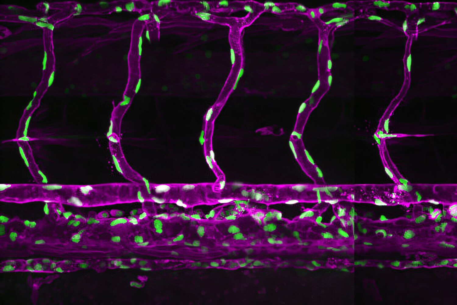 Кристина Стапорнвонгкул – прорыв в изучении клеточной судьбы эмбриона-0