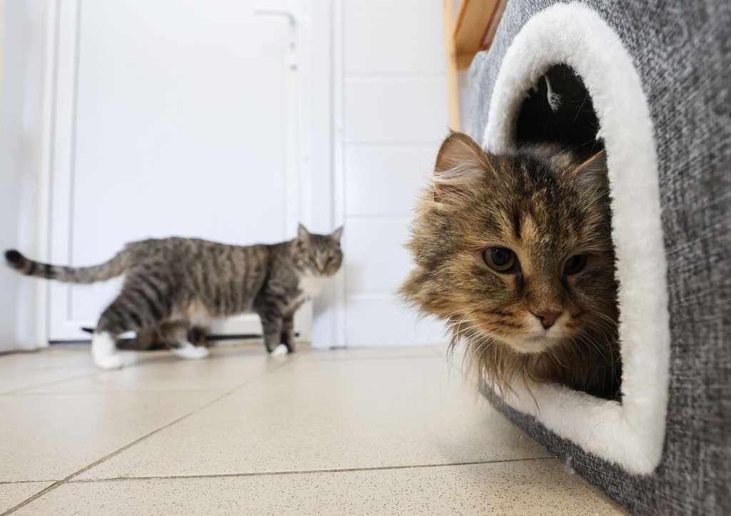 Животные в приюте для кошек