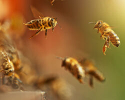 FlyingHoneyBeesIntoBeehiveGatheringPollenOnMeadowMacro