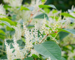 roman pukalov o borbe s rejnutriej bogemskoj v moskve i kislovodske-signaldaily-ru-174428101300-0