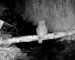 upavshij stvol spasaet obitatelej hinganskogo zapovednika v amurskoj oblasti-signaldaily-ru-174465088500-0