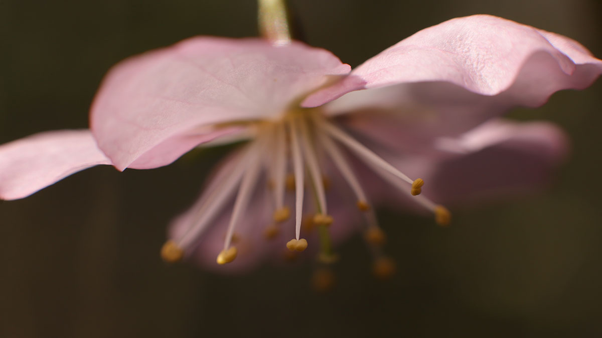 Сакура расцвела в Хамовниках в Москве