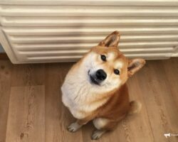 vladivostok i primteploenergo gotovy k zaversheniyu otopitelnogo sezona s optimizmom-signaldaily-ru-174653509900-0