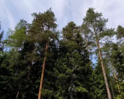 boris titov vydelil rol rossii i es v klimate i partnyorstve briks-signaldaily-ru-0