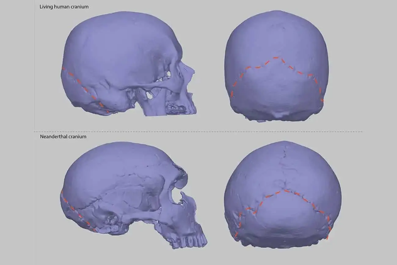 Кимберли Пломп и Ивенс Барбоза Фернандес исследуют влияние Homo neanderthalensis на череп современного человека-0