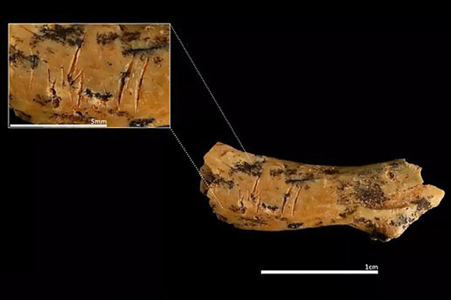 Уникальные открытия Пальмиры Салади в пещере Гран-Долина о Homo antecessor-0