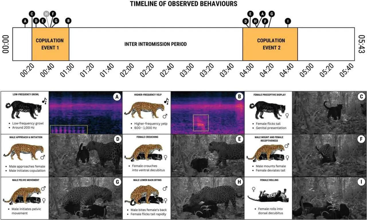 Экспедиция Amazon Biodiversity and Carbon Expeditions запечатлела редкие кадры ягуара и черной пантеры-0