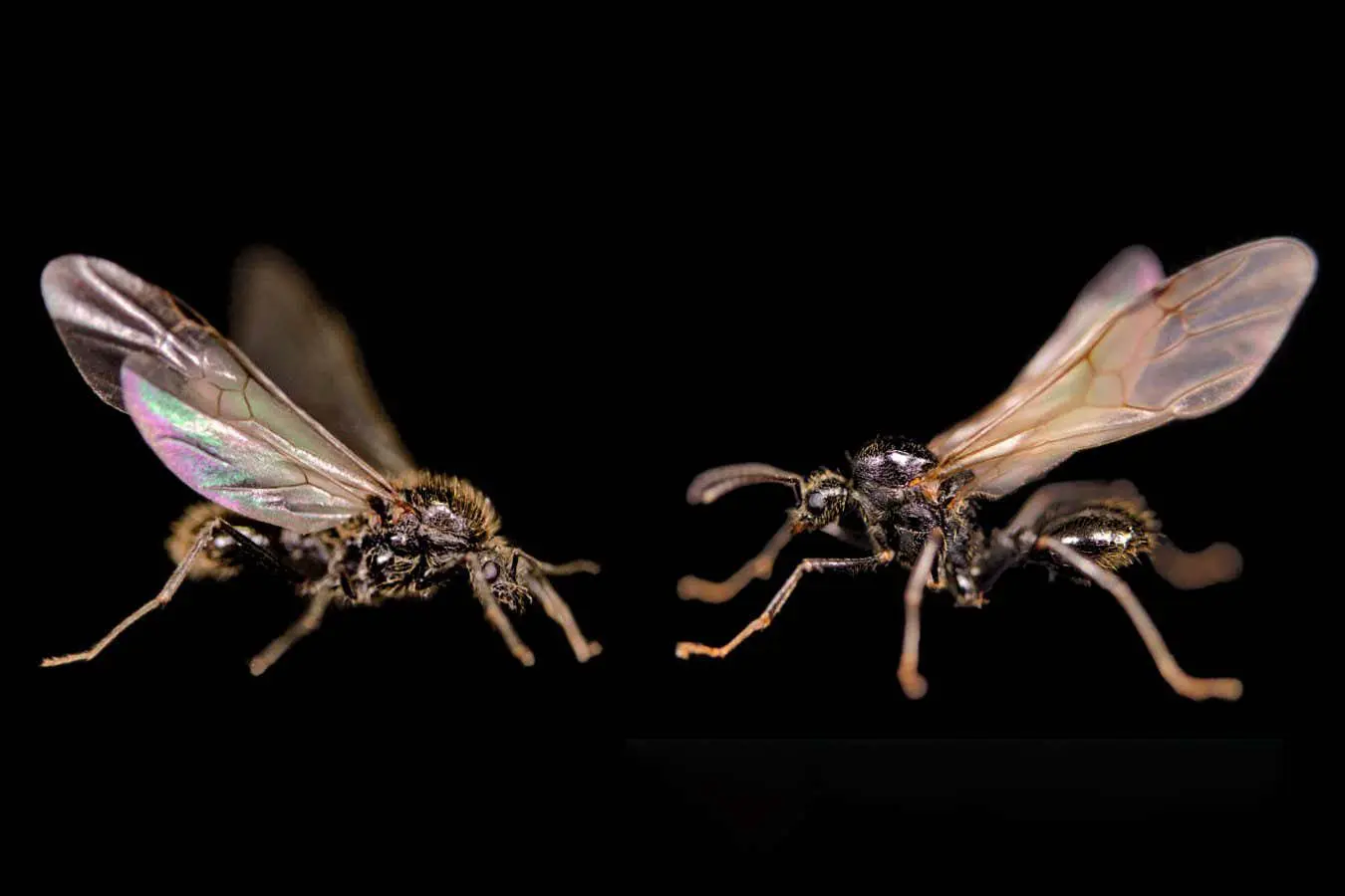 Исследование Nature описало клонирование самцов между Messor ibericus и Messor structor при участии Джонатана Ромигье-0