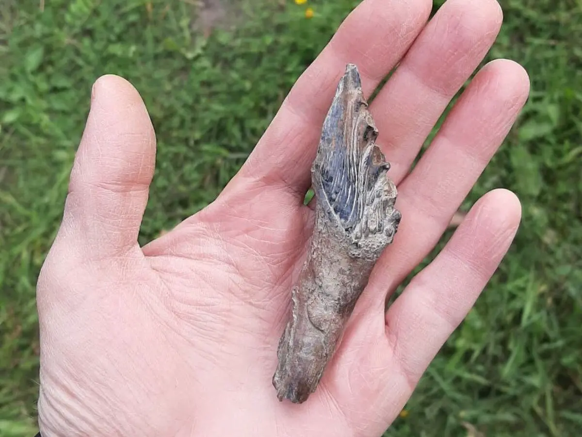 Максим Синица и Константин Тарасенко нашли базилозавра на Урале у реки Тура-0