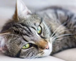 dzhuliya henning i kristin vitale razvenchivayut mify o koshkah-signaldaily-ru-0