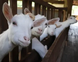 igra kokboru v ramenskom rajone moskovskoj oblasti vyzvala obshhestvennyj rezonans-signaldaily-ru-0