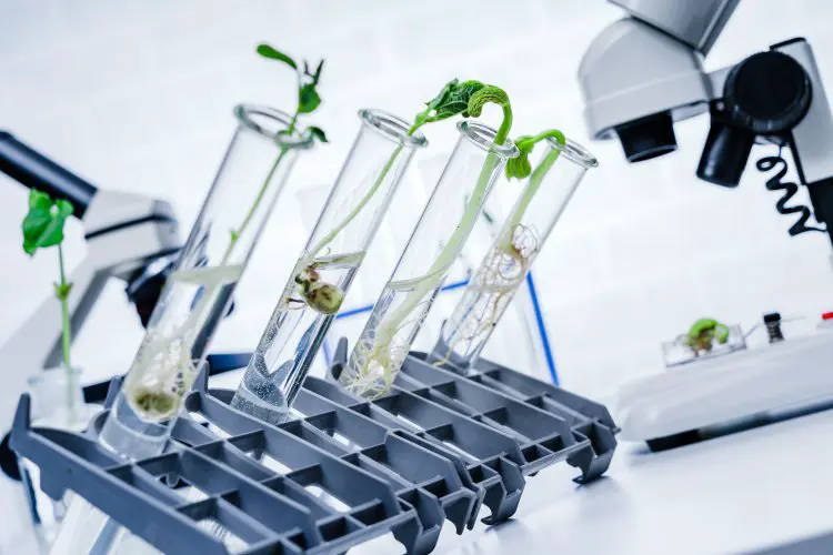 scientificrussia.ru