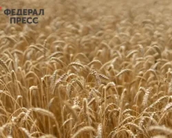 Новосибирская область показала рекордный урожай — 2.9 миллиона тонн зерна novosibirskaya oblast pokazala rekordnyj urozhaj 29 milliona tonn zerna-signaldaily-ru-0