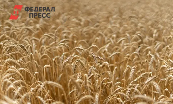 Новосибирская область показала рекордный урожай — 2.9 миллиона тонн зерна-0
