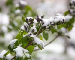 prognoz primgidrometa na blizhajshie dni obeshhaet nebolshoj sneg v czentre primorya-signaldaily-ru-0