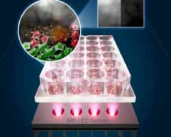 Техасский университет в Остине добивается успеха в борьбе с раком кожи и колоректальным раком благодаря нанопластинкам SnOx tehasskij universitet v ostine dobivaetsya uspeha v borbe s rakom kozhi i kolorektalnym rakom blagodarya nanoplastinkam -signaldaily-ru-0