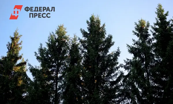 Туристка из Новосибирска делится опытом безопасных походов с детьми в тайге, связанным с семьей Усольцевых-0