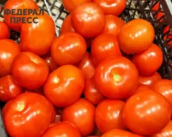 В Башкирии наблюдается рост цен на томаты, яйца и картофель v bashkirii nablyudaetsya rost czen na tomaty yajcza i kartofel-signaldaily-ru-0