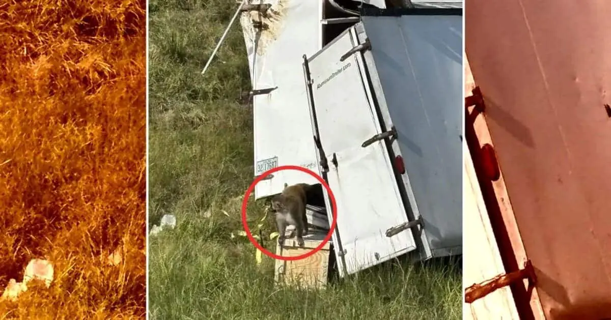 Влияние патогенов и науки Тулейнского университета на побег приматов Alpha Genesis-0