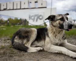 zagadka sobak s sinej sherstyu i ih ustojchivost k radiaczii v chernobyle-signaldaily-ru-0