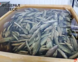 Алексей Буглак из Ассоциации добытчиков минтая поделился планами рыбаков на 2026 год aleksej buglak iz assocziaczii dobytchikov mintaya podelilsya planami rybakov na 2026 god-signaldaily-ru-0