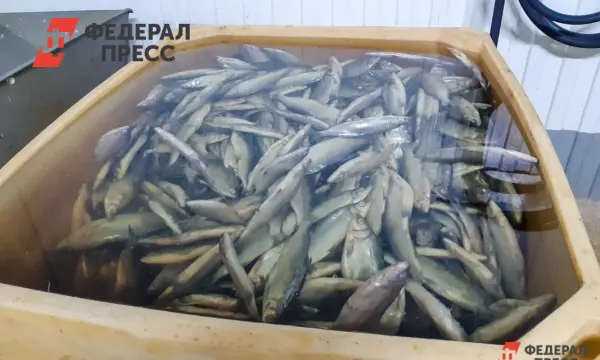 Алексей Буглак из Ассоциации добытчиков минтая поделился планами рыбаков на 2026 год-0