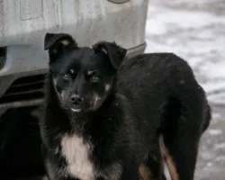 Госдума обсудила регистрацию бездомных животных в садовых товариществах по словам Владимира Бурматова gosduma obsudila registracziyu bezdomnyh zhivotnyh v sadovyh tovarishhestvah po slovam vladimira burmatova-signaldaily-ru-0