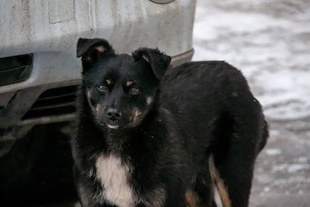 Вводная картинка