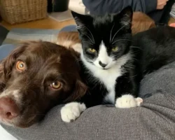 grigorij manev i vladimir burmatov podderzhali v gosdume skorejshuyu perepis pitomczev-signaldaily-ru-0