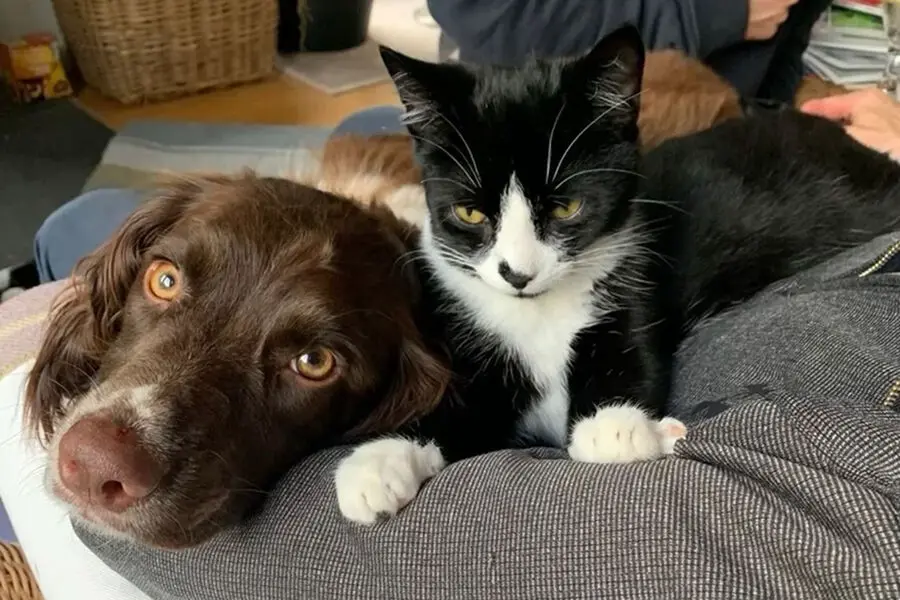 Григорий Манев и Владимир Бурматов поддержали в Госдуме скорейшую перепись питомцев-0