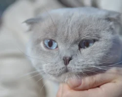 Мосфото демонстрирует пушистых звезд — животные из приютов ищут дом в Моспитомце mosfoto demonstriruet pushistyh zvezd zhivotnye iz priyutov ishhut dom v mospitomcze-signaldaily-ru-0