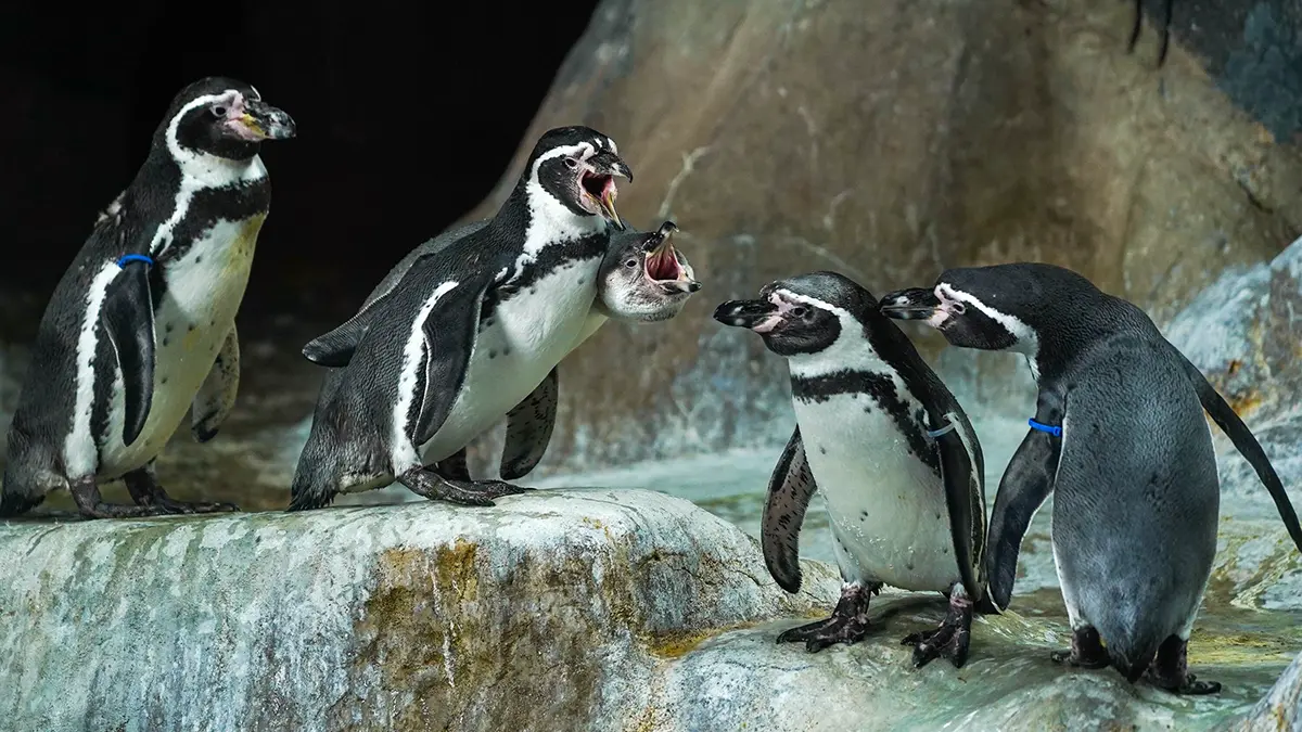 Трансляции из Московского зоопарка помогают сотрудникам сохранять редкие виды