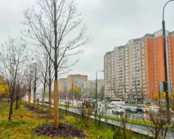 Петр Бирюков сообщает о высадке более 700 деревьев на Щелковском шоссе petr biryukov soobshhaet o vysadke bolee 700 derevev na shhelkovskom shosse-signaldaily-ru-0