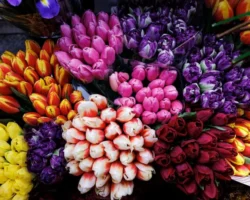 Приморье встретило День матери с рекордным импортом цветов из Китая primore vstretilo den materi s rekordnym importom czvetov iz kitaya-signaldaily-ru-0