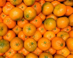 Станислав Богданов сообщил о снижении цен на мандарины и росте цен на икру и мясо stanislav bogdanov soobshhil o snizhenii czen na mandariny i roste czen na ikru i myaso-signaldaily-ru-0