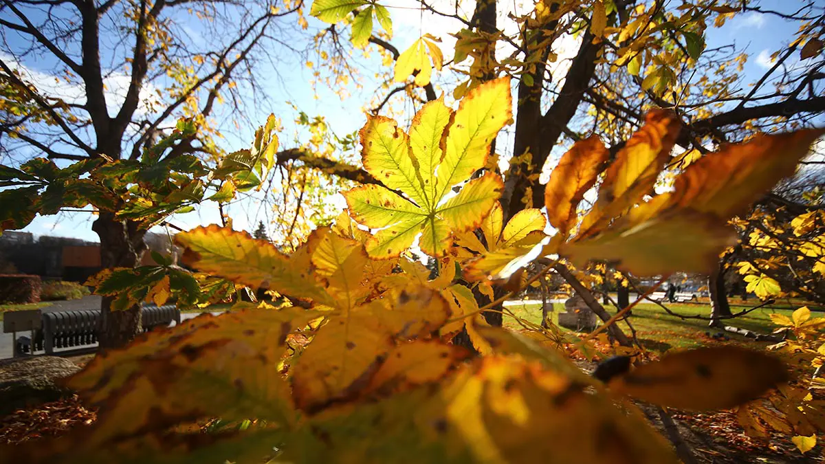 Синоптик Ильин пообещал москвичам теплую погоду на этой неделе
