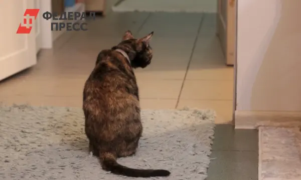 Тоболяки оставили своих питомцев в Тюмени, и животные ждут новый дом-0