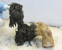 unikalnaya drevnyaya rnk sherstistogo mamonta v vechnoj merzlote-signaldaily-ru-0