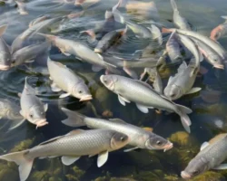 В Ракитянском районе искусственный интеллект и нейросеть приводят к переменам v rakityanskom rajone iskusstvennyj intellekt i nejroset privodyat k peremenam-signaldaily-ru-0