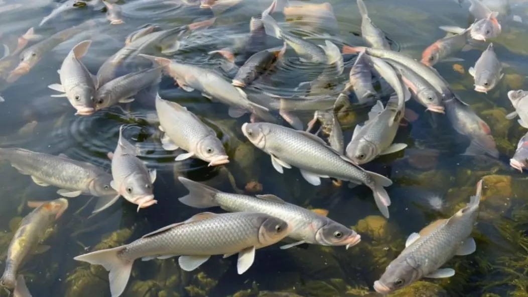 Белгородские чиновники отчитались о работе с помощью сгенерированных ИИ карпов