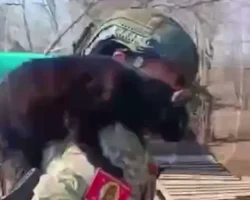 Запутанная история бойца СВО из Славянки и исчезновение кота Космоса zaputannaya istoriya bojcza svo iz slavyanki i ischeznovenie kota kosmosa-signaldaily-ru-0