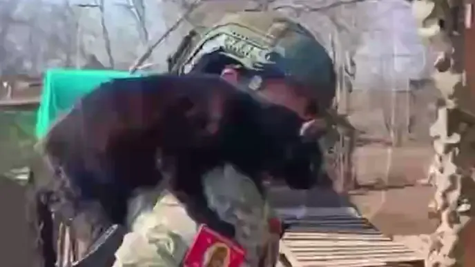 Боец СВО из Ленинградской области пообещал заплатить миллион рублей за кота