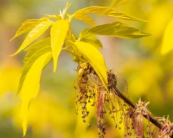Зеленое будущее Москвы исключает ясенелистный клен zelenoe budushhee moskvy isklyuchaet yasenelistnyj klen-signaldaily-ru-0