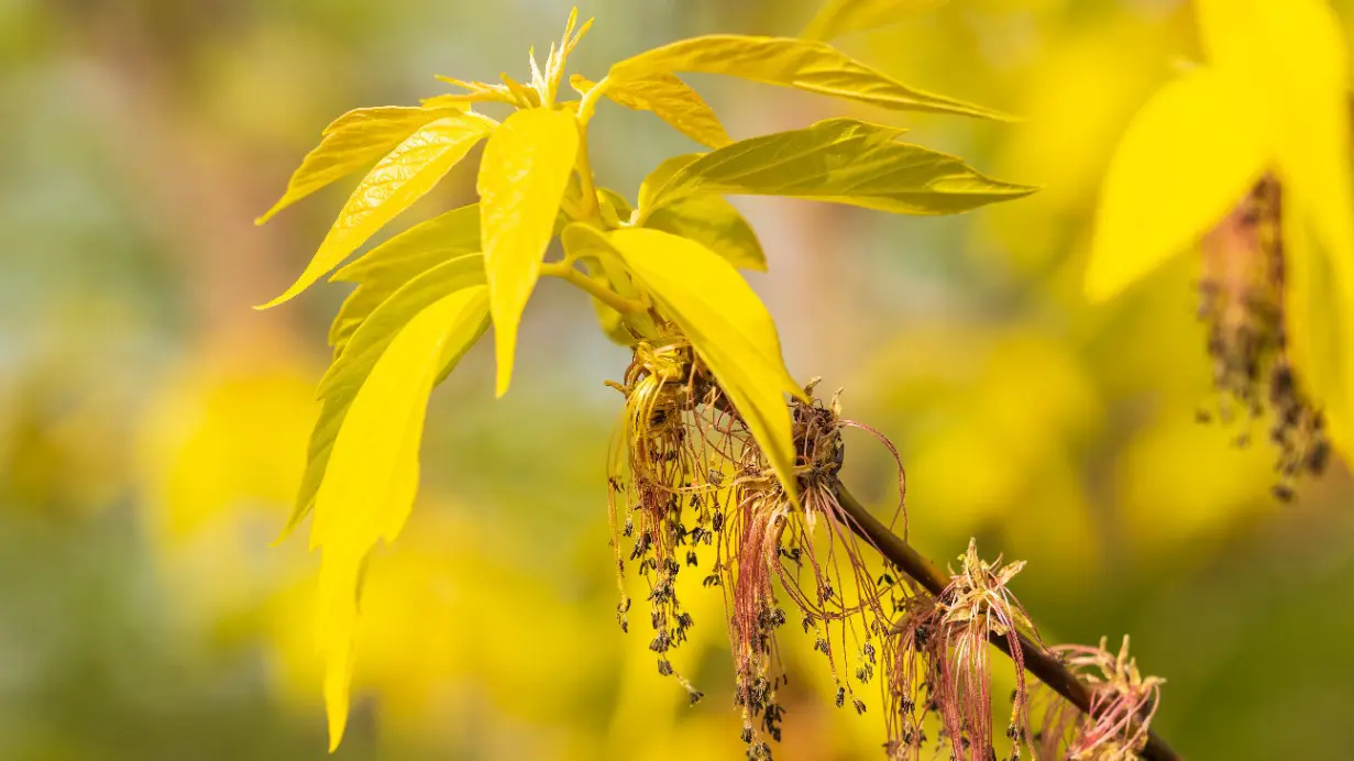 Почему в Москве решили вырубить все ясенелистные клены