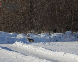 Александр Астахов представляет новое решение для безопасности животных в Челябинске aleksandr astahov predstavlyaet novoe reshenie dlya bezopasnosti zhivotnyh v chelyabinske-signaldaily-ru-0