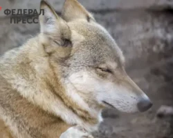 assocziacziya olenevodov finlyandii obvinila volkov iz rossii v gibeli severnyh olenej-signaldaily-ru-0