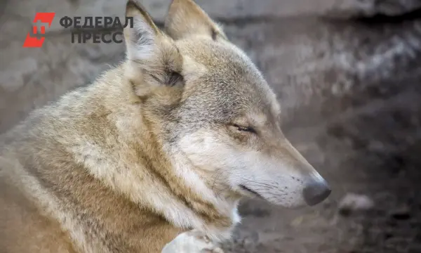 Ассоциация оленеводов Финляндии обвинила волков из России в гибели северных оленей-0